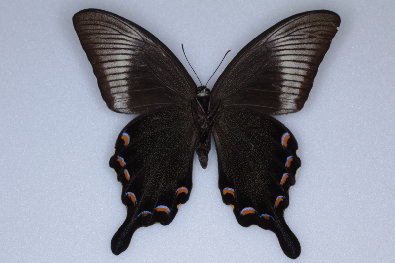 カラスアゲハの標本 （オス）; 諏訪瀬島（トカラ）産; 夏型（飼育） d