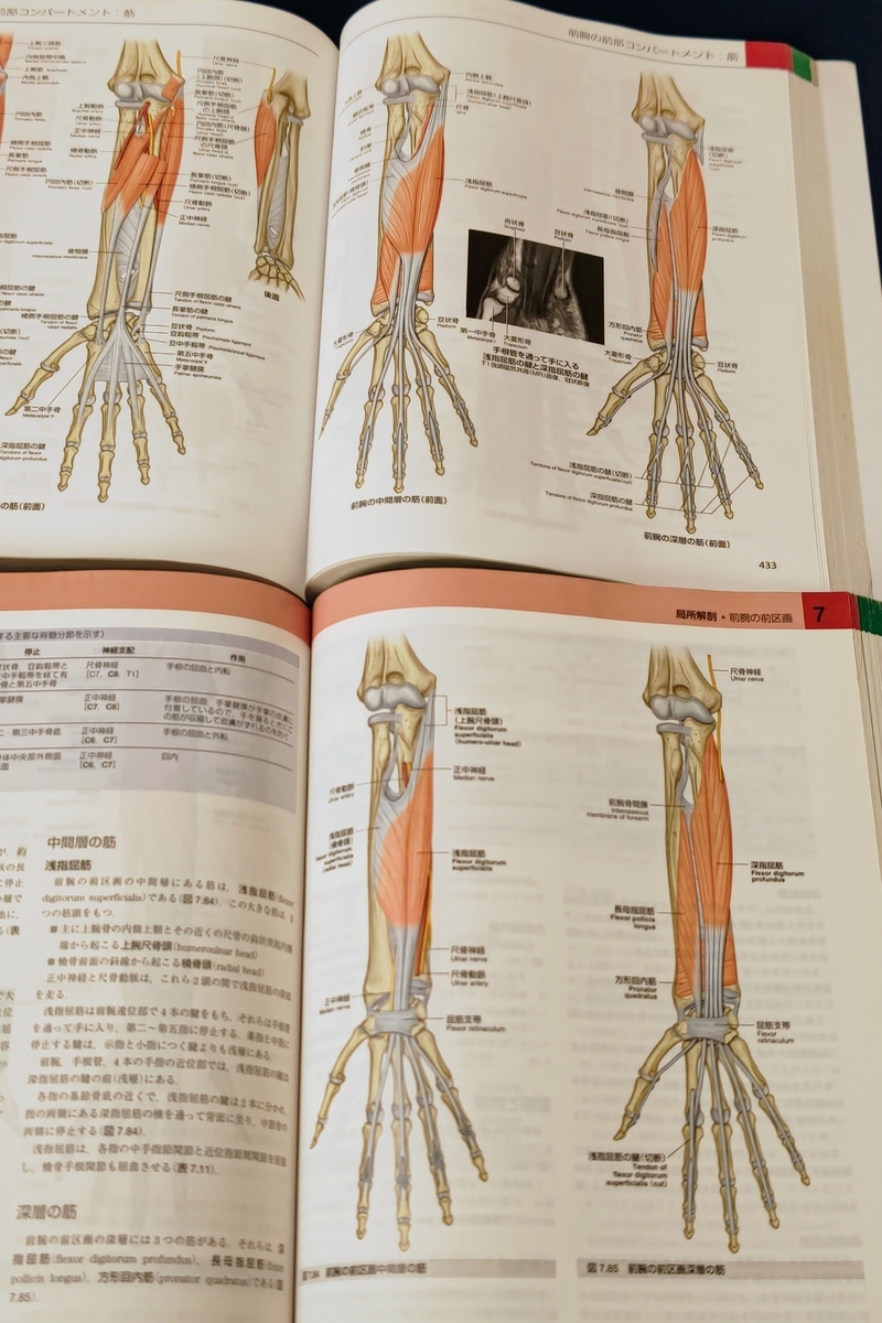 医学エアプによる解剖学書書評 - 京音メンバーの日記