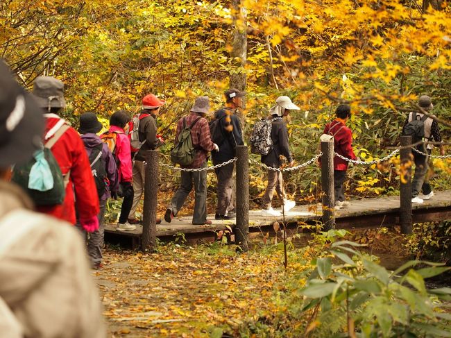 錦秋の鳴子峡 大深沢遊歩道を歩いてみよう♪ 【 鳴子峡 東北2