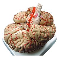 京都科学 骨格付き血液循環系模型 K11070-000 1台 67-7097-27（直送品