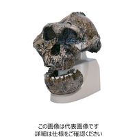 ナリカ 古代人頭蓋骨模型(古代型ホモサピエンス) VP754N/1 M60-4608 1