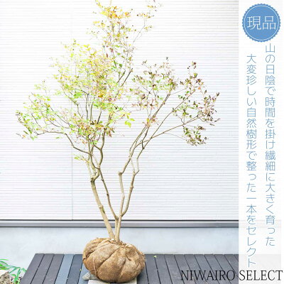 最終値下げ。。。山採りドウダンツツジ。 楽天市場】大型 山採り