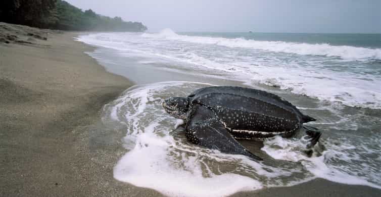 トリニダード：オサガメの移動観察 | GetYourGuide