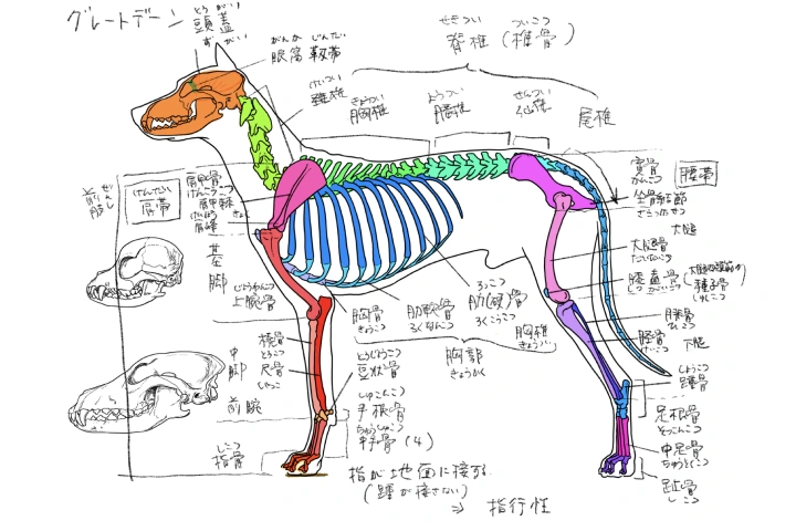 美術解剖学教員 小山晋平 | コロソ.