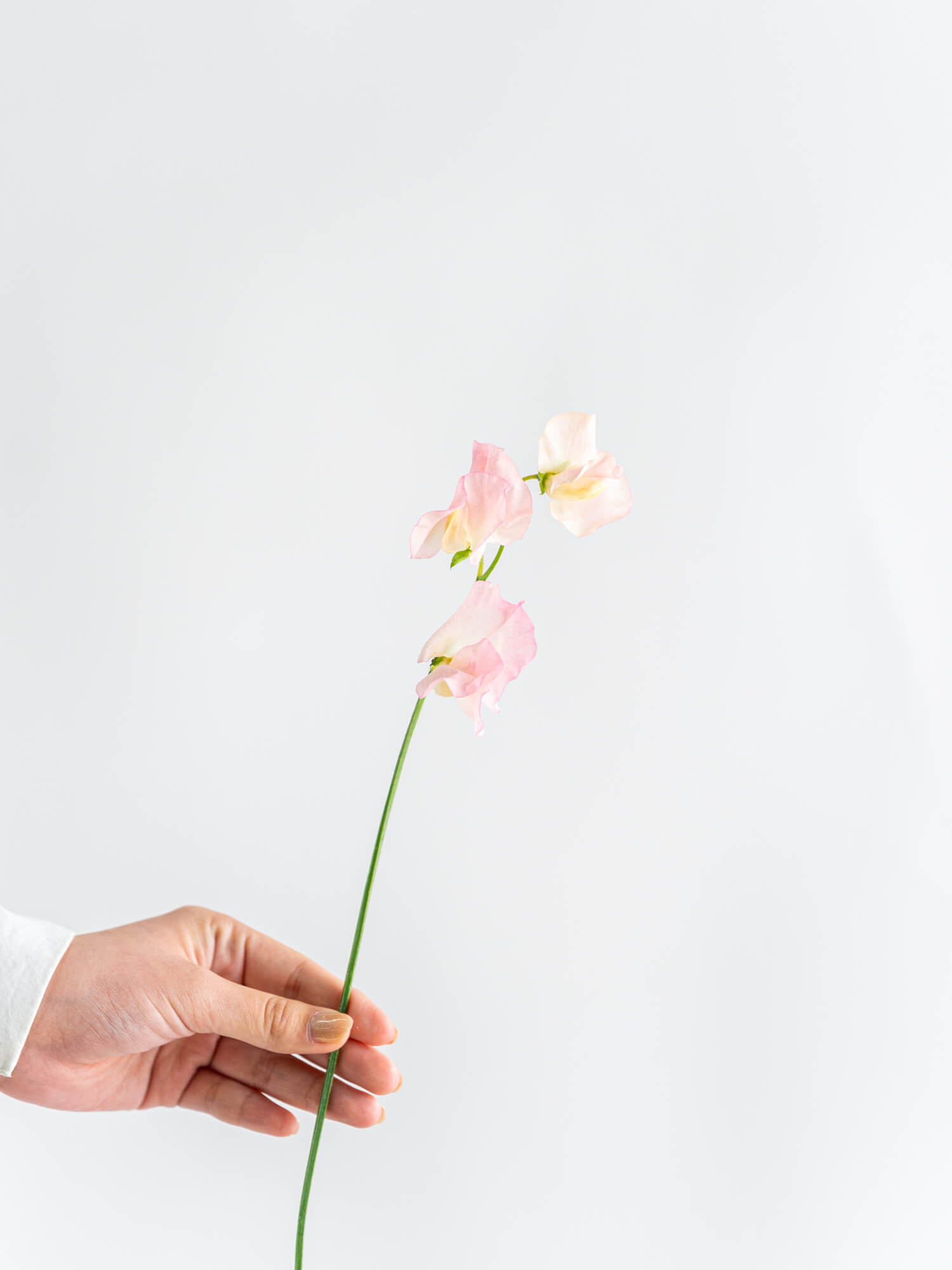 スイートピー特集｜花の仕入れを簡単に。花材の卸通販｜ハナイチ