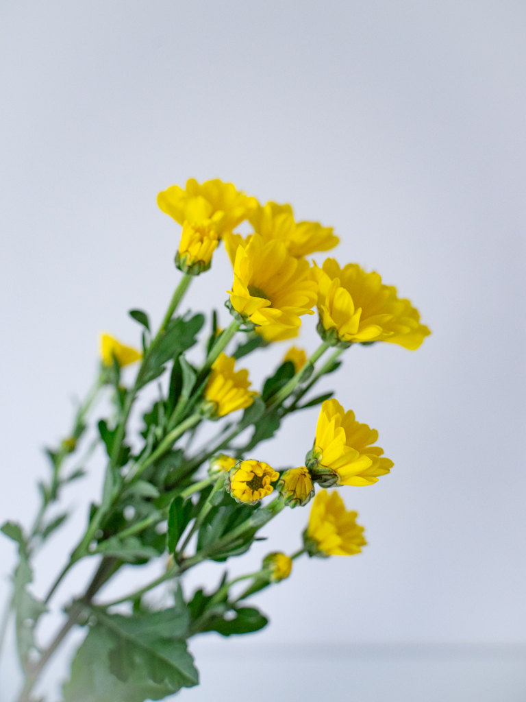 SPキク（黄）J・ラーガ｜花の仕入れを簡単に。花材の卸通販｜ハナイチ