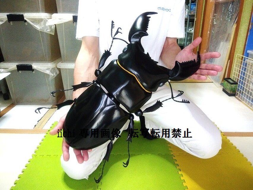 スマトラオオヒラタ MEGA・BIG リアルフィギュア | iichi 日々の暮らし