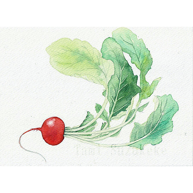水彩原画「植物画・ラディッシュ」 | iichi 日々の暮らしを心地よく