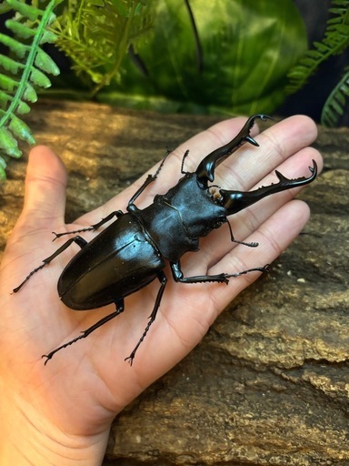 超大型】 ギラファノコギリクワガタオス113ミリ標本 (ゆうと) 北朝霞の