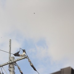 Canon用❤️ SIGMA 100-300mm 望遠ズームレンズ 超望遠レンズ (saya