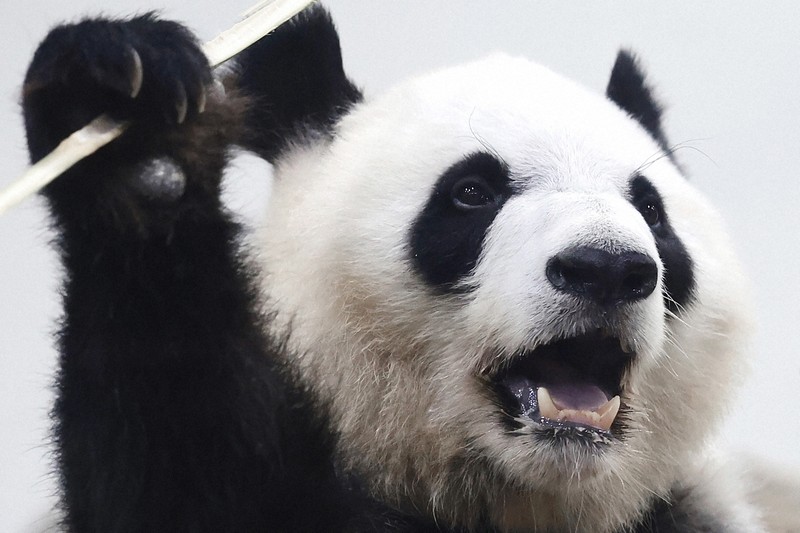 パンダのまちから：一目見ようと来園者最多 和歌山のパンダ4頭、帰国