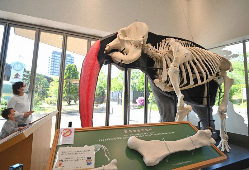 View＋：天王寺動物園 TENNOJI ZOO MUSEUM 標本