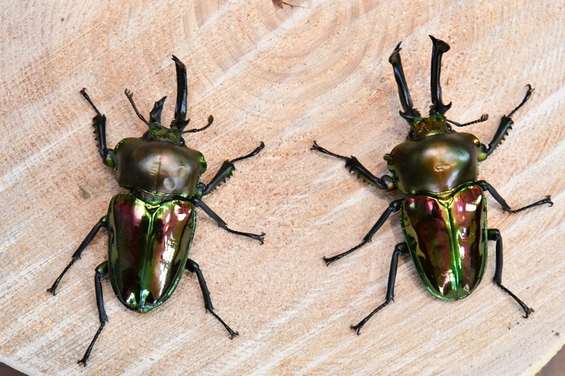 右が雄で左が雌…希少なクワガタ、親子が発見 学芸員「数十万匹で初