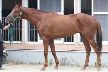 シェイクユアハート (Shake Your Heart) | 競走馬データ - netkeiba