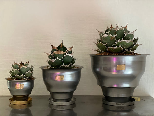 NEW RELEASE by MASSES x M&M｜TYPE-5 “CONCH” from April 29th