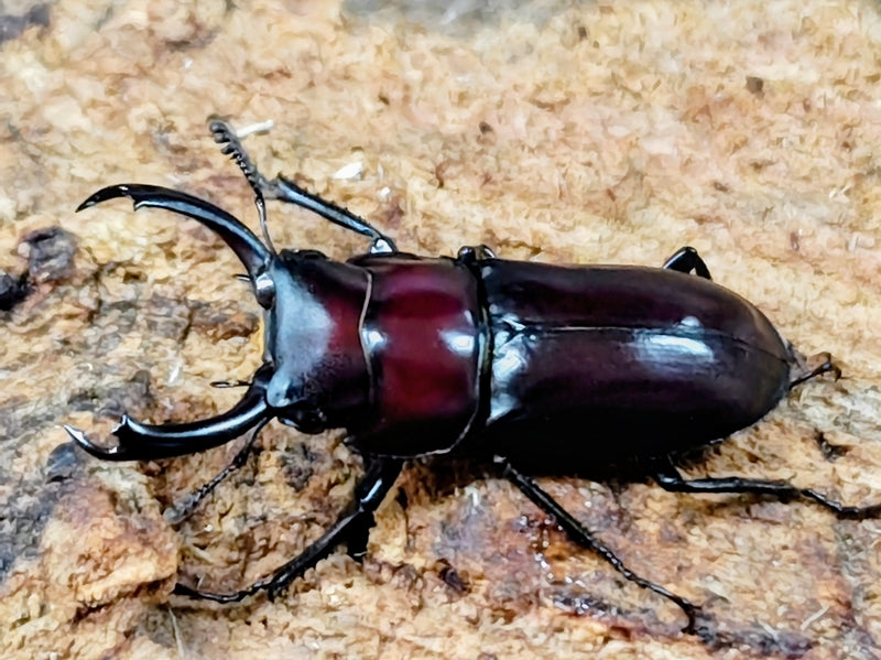 コクワガタ・スジクワガタ等 – クワガタムシ・カブトムシ昆虫専門店COLORS