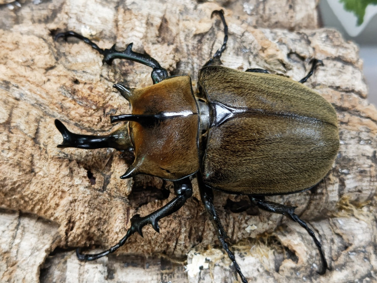 ゾウカブト – クワガタムシ・カブトムシ昆虫専門店COLORS