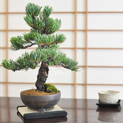 松盆栽 松柏類のミニ盆栽販売｜盆栽妙 – 盆栽妙 本店