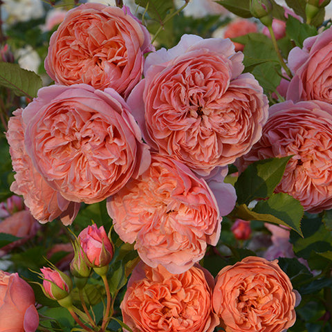 シルクロード – はなはなショップ