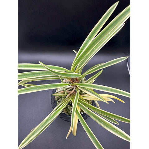 富貴蘭 変化を楽しむ | 駿河覆輪『葉の縁に白柄の覆輪が美しい