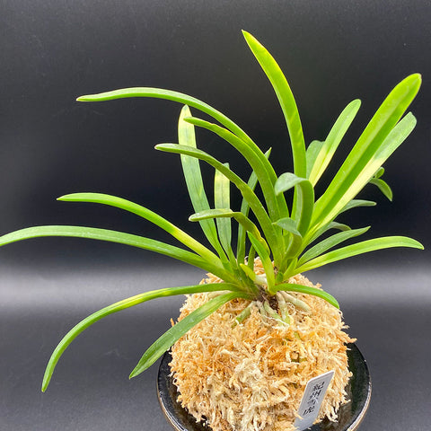 富貴蘭 種類『紀州雪虎』（きしゅうせっこ）【現品】大虎斑の美しい