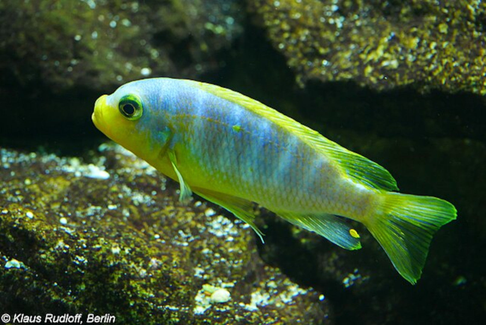 Lake Malawi Cichlids: A Beginner's Guide to Africa's Most Colorful