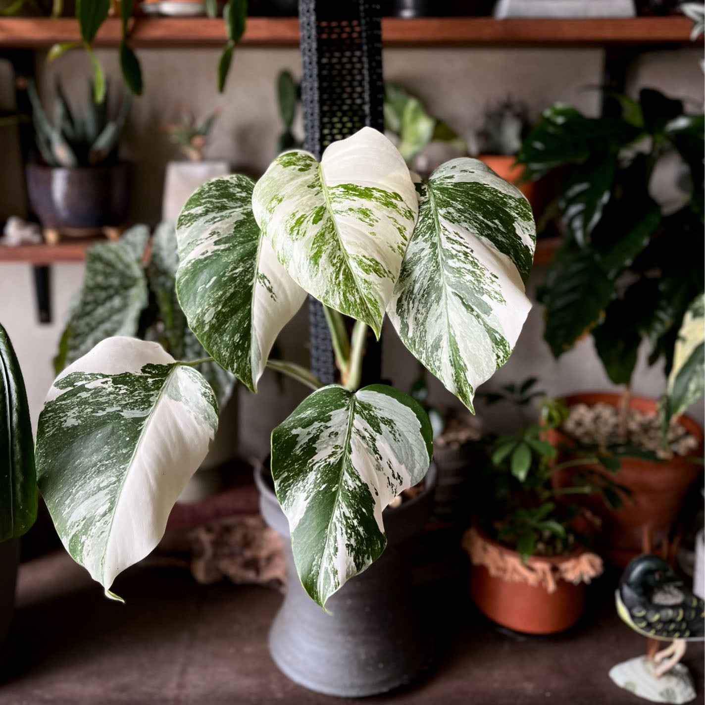 希少 モンステラ アンダーソニー マダラ 4.5号 斑入り 希少！ 観葉植物