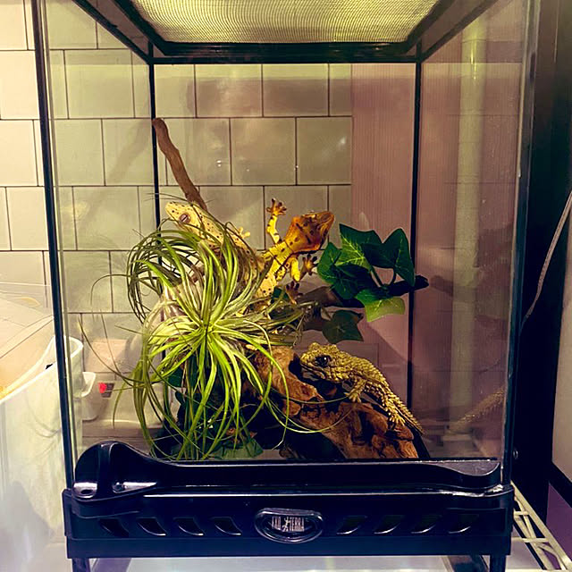 中型ガラスケージ 爬虫類用 自然レイアウト