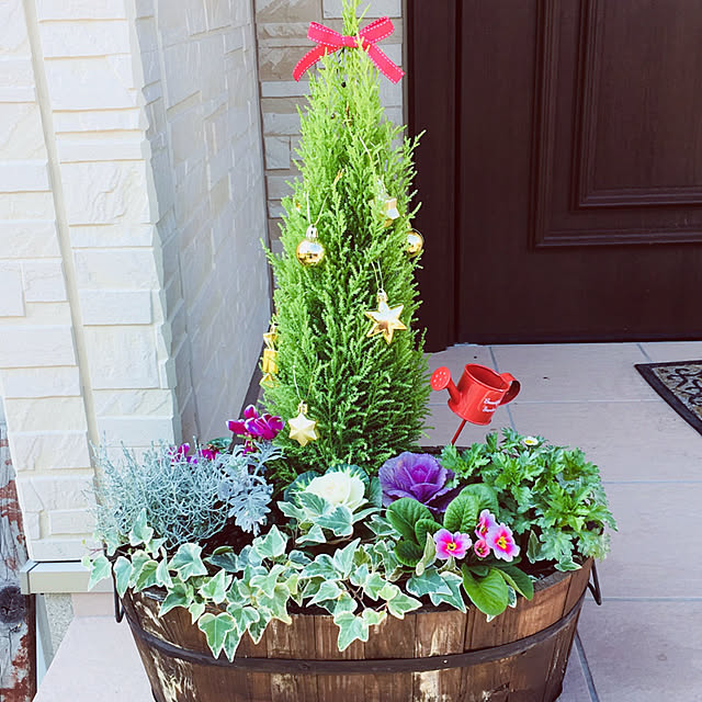 寄せ植え ノースポールのインテリア実例 ｜ RoomClip（ルームクリップ）