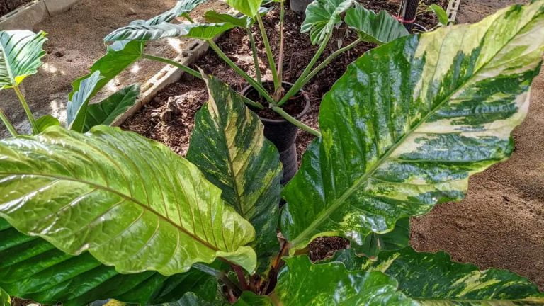 Anthurium Variegated Rare item アンスリウム 斑入り・レアアイテム