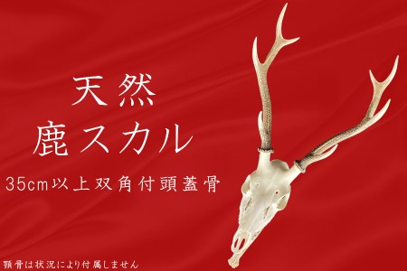 鹿スカル/スカルトロフィー 鹿 鹿角 ツノ 骨 インテリア 趣味 狩猟