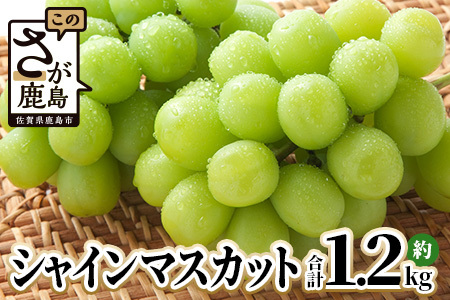 シャインマスカット 約1.2kg 2～3房 ご家庭用 佐賀県産 【先行予約