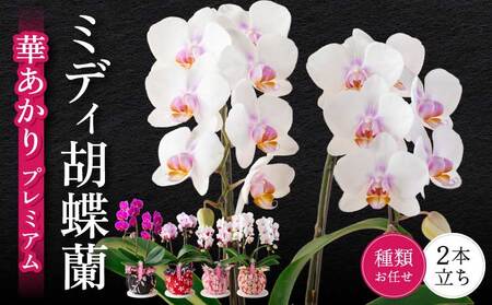 蘭 胡蝶蘭 ミディ胡蝶蘭 華あかり プレミアム 2本立ち | 熊本県宇城市