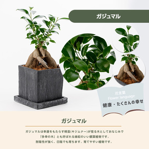 2026年5月中旬～発送【観葉植物】ガジュマル 25cm～35cm Green Base