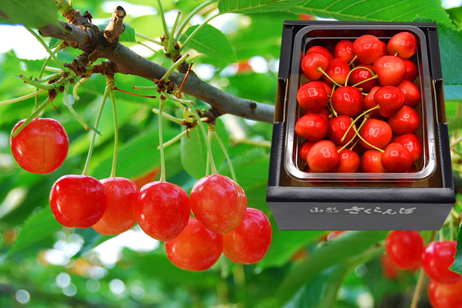 2024年5月頃～予約開始予定|幻の大粒さくらんぼダイアナブライト500g