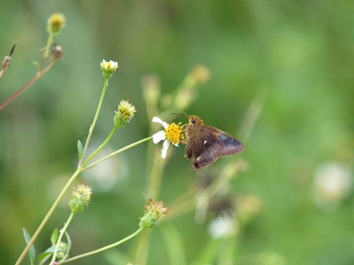 テツイロビロウドセセリ