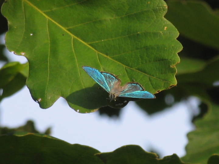 ハヤシミドリシジミ