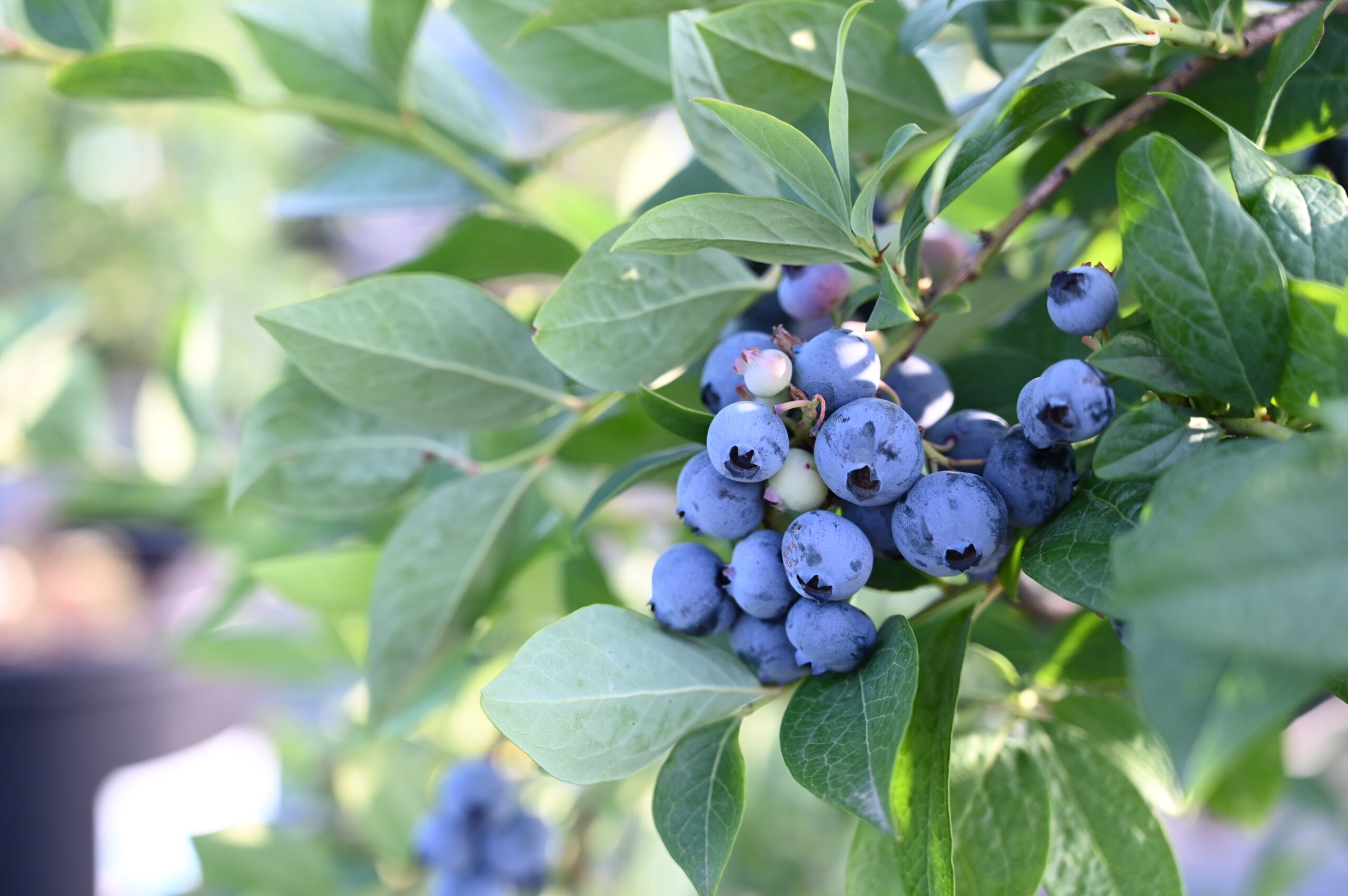 チェリーベル観光農園ふくつ – チェリーベル観光農園ふくつ