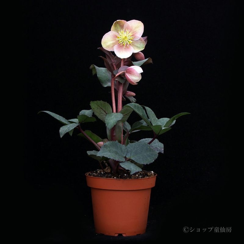 ㉖-324クリスマスローズ 一点物】加藤農園 クリスマスローズ