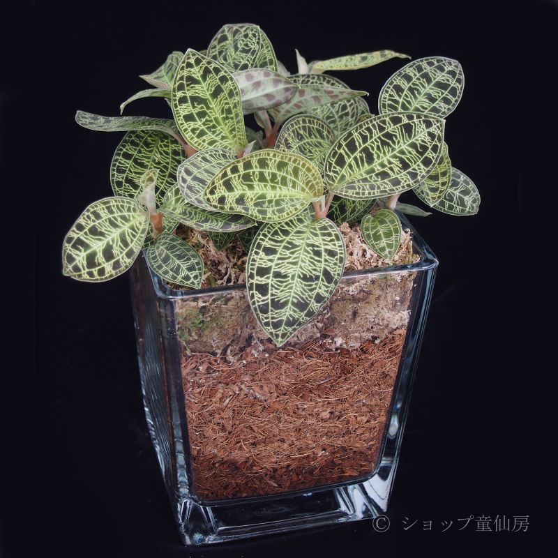 童仙房ナーセリー生産のジュエルオーキッド マコデスペトラ・斑入り