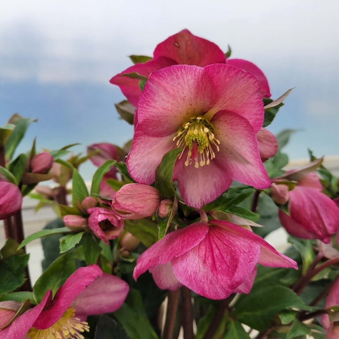 クリスマスローズ,童仙房ナーセリー＆ガーデンのクリスマスローズ,氷の