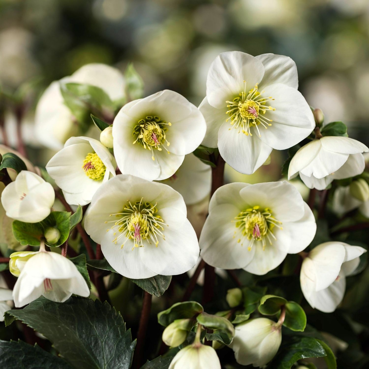 クリスマスローズ,童仙房ナーセリー＆ガーデンのクリスマスローズ