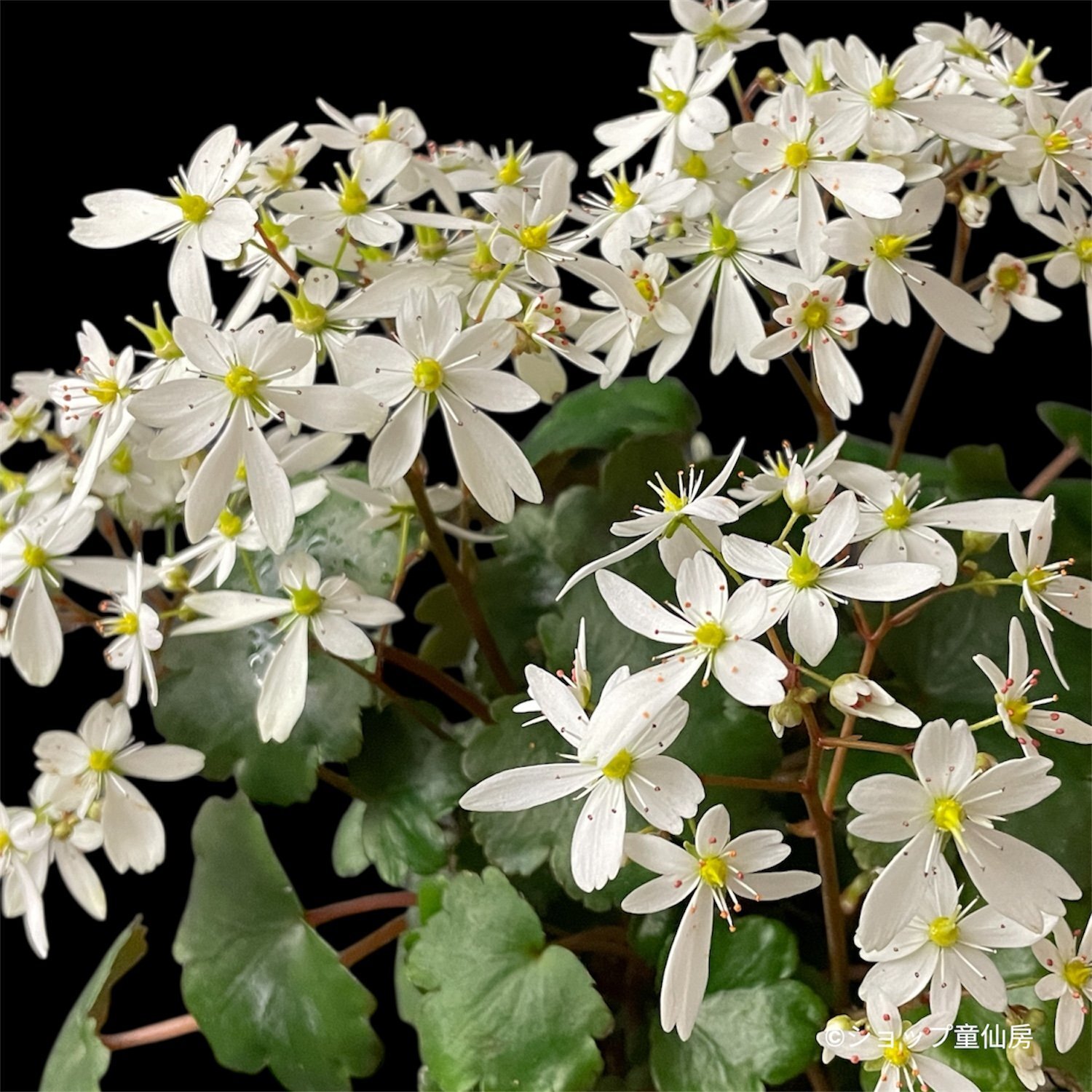 クリスマスローズ専門店ショップ童仙房 サキシフラガ・ダンシング