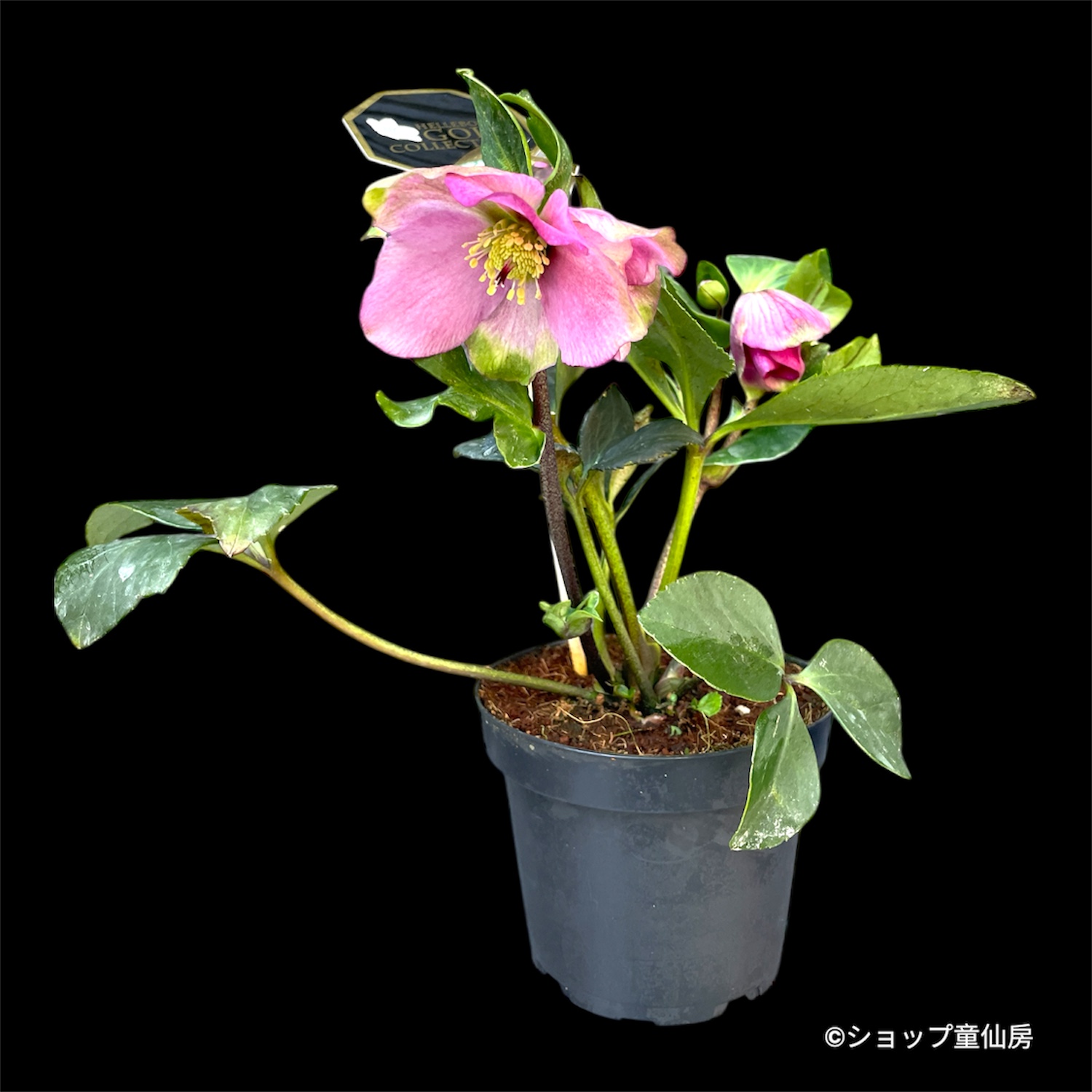 クリスマスローズ,童仙房ナーセリー＆ガーデンのクリスマスローズ,雪の