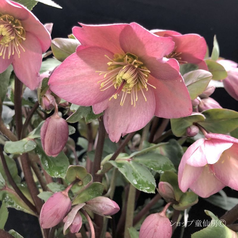 クリスマスローズ,童仙房ナーセリー＆ガーデンのクリスマスローズ,氷の