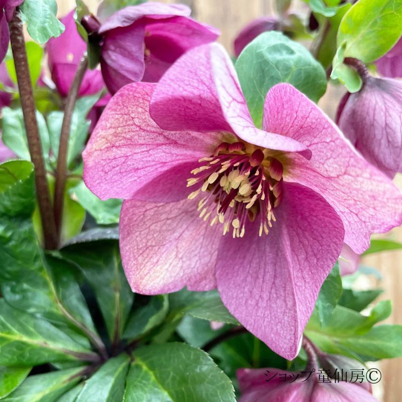 クリスマスローズ,童仙房ナーセリー＆ガーデンのクリスマスローズ