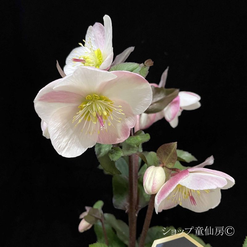 クリスマスローズ,童仙房ナーセリー＆ガーデンのクリスマスローズ,氷の