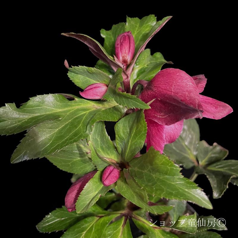 クリスマスローズ,童仙房ナーセリー＆ガーデンのクリスマスローズ,氷の