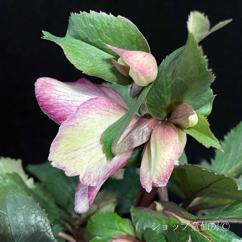 クリスマスローズ氷の薔薇シリーズ6鉢 蕾なし クリスマスローズ氷の