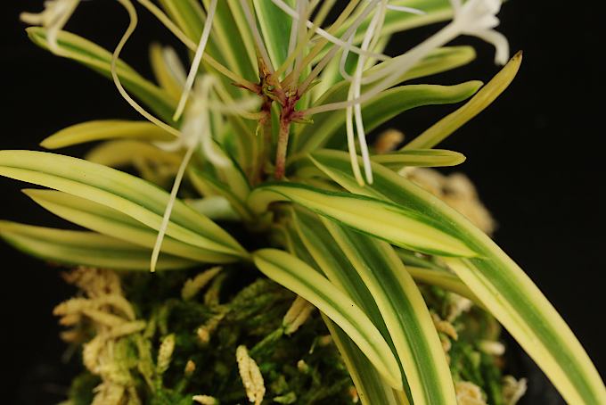 富貴蘭 駿河覆輪 - 「中越植物園オンラインショップ」